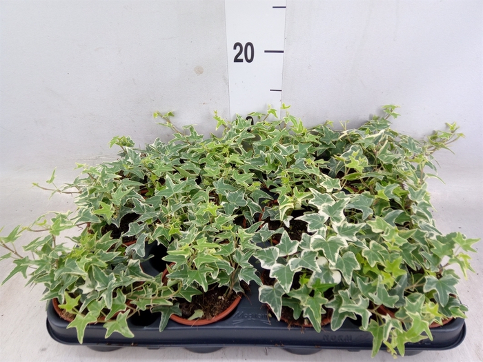 <h4>Hedera   ...variegated</h4>