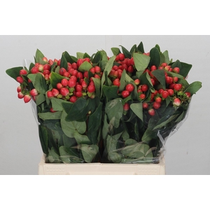 Hypericum Overig rood