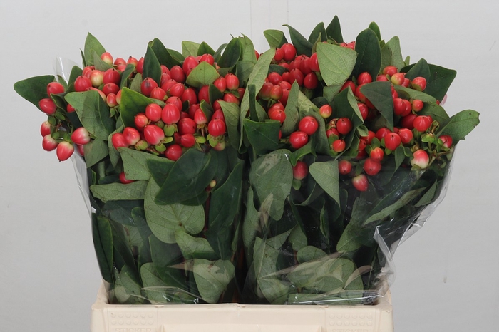 <h4>Hypericum Overig rood</h4>