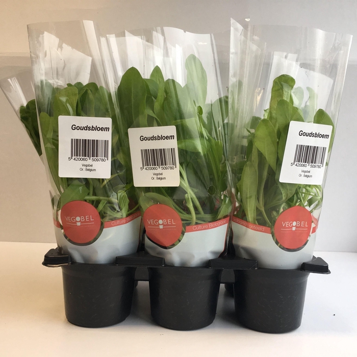 <h4>Goudsbloem P9</h4>