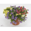 Calibrachoa Triobells (incl Globee Pot!)