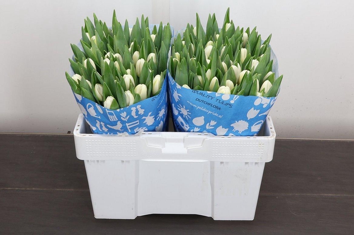 <h4>Tu En Antarctica</h4>