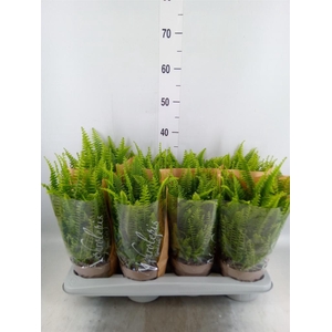 Nephrolepis exal. 'Green Lady'