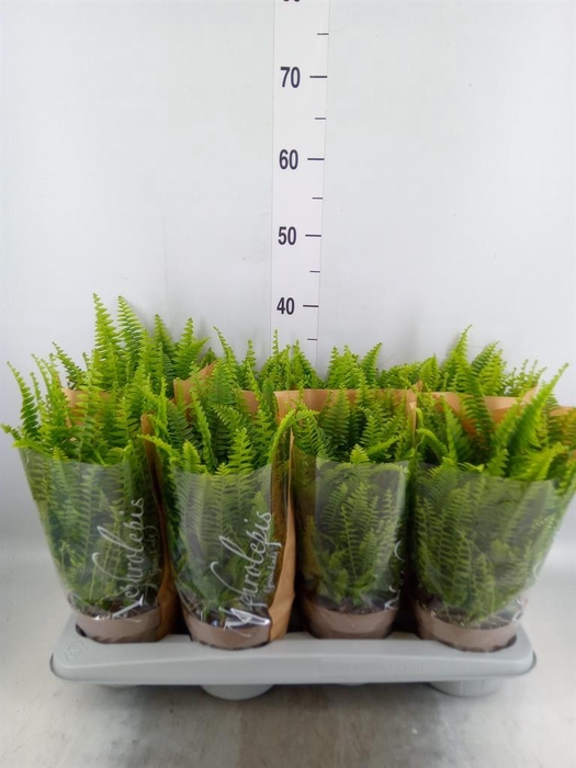 <h4>Nephrolepis exal. 'Green Lady'</h4>