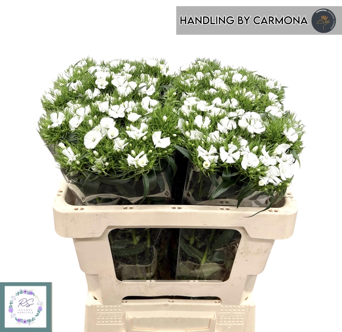 <h4>DI BARB ALDO WHITE</h4>