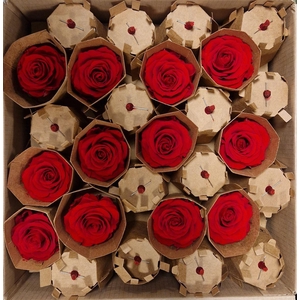 Ro Pres Medium Red Light