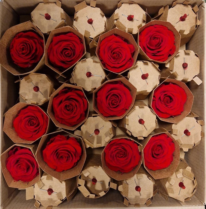 <h4>Ro Pres Medium Red Light</h4>