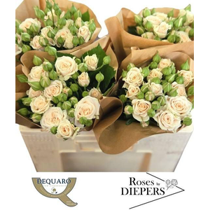 R Tr Tanja Diepers