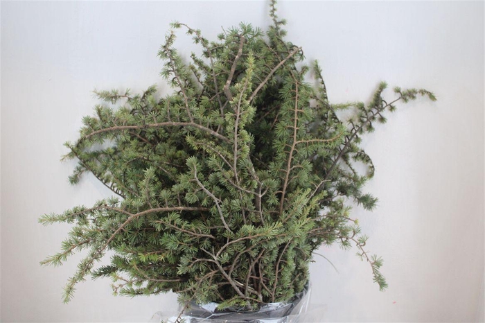 <h4>Ceder P Bunch</h4>