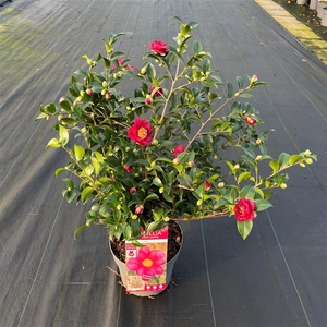 Camellia sas. 'Red' Premium