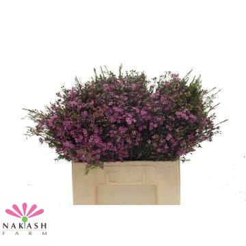 <h4>Cham Un Purple Prid</h4>