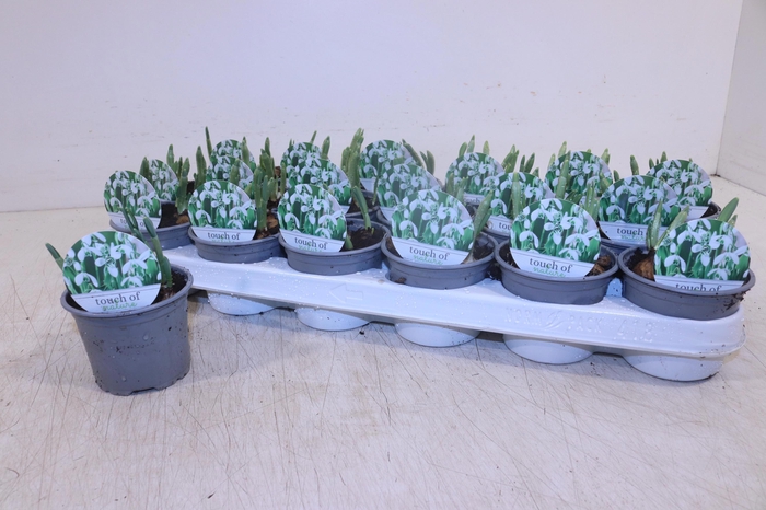 <h4>GALANTHUS HIPPOLYTA</h4>