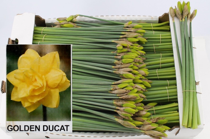 <h4>Narcis Gold Ducat/bos</h4>