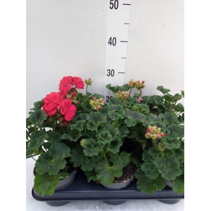 Pelargonium zona.   ...F1