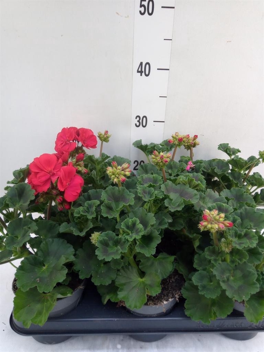 <h4>Pelargonium zona.   ...F1</h4>