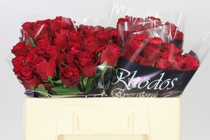 <h4>Rosa Gr Rhodos</h4>