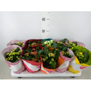 Kalanchoe blos. 'Perfecta'  ..mix 5