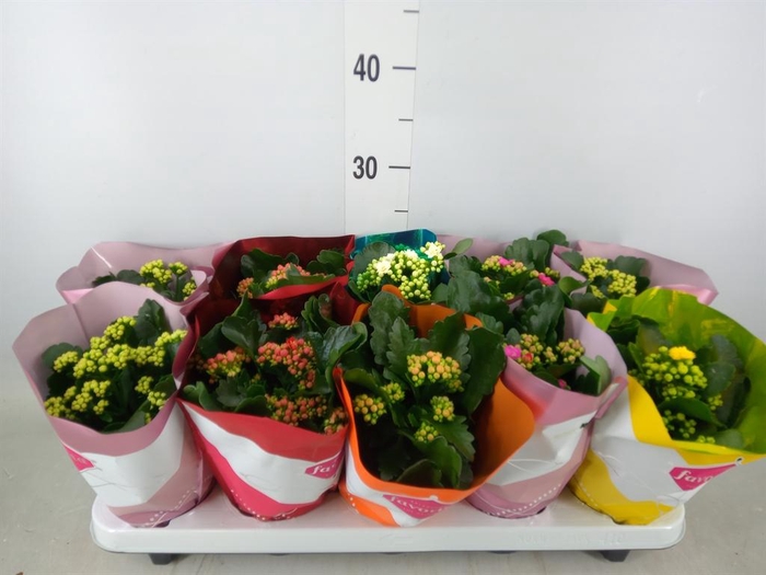 <h4>Kalanchoe blos. 'Perfecta'  ..mix 5</h4>