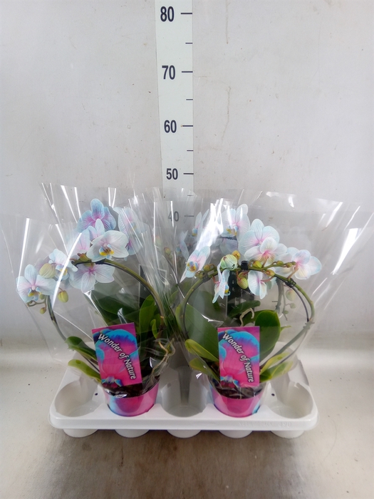 <h4>Phalaenopsis   ...</h4>