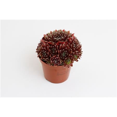 <h4>Sempervivum Corser</h4>