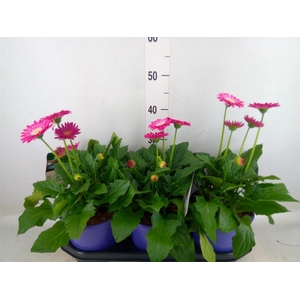 Gerbera  'Garvinea Sweet Surprise'