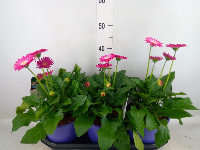 <h4>Gerbera  'Garvinea Sweet Surprise'</h4>