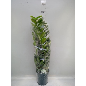 Zamioculcas zamiifolia