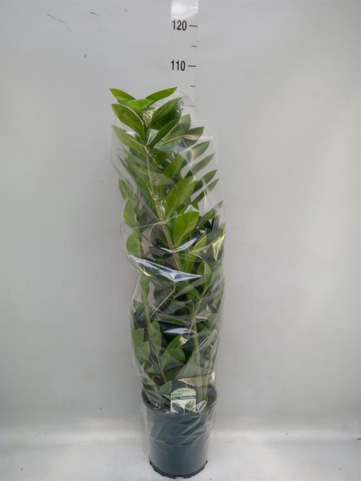 <h4>Zamioculcas zamiifolia</h4>