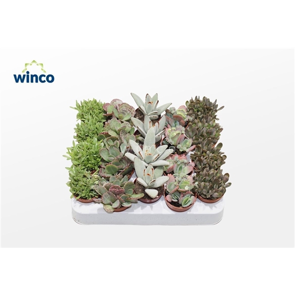 <h4>Kalanchoe Mix</h4>