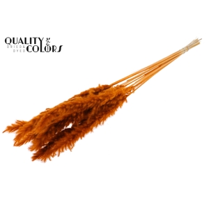 Fluffy Pampas 10pc/bunch Bleached Terracotta
