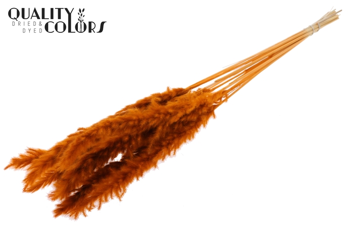 Fluffy Pampas 10pc/bunch Bleached Terracotta