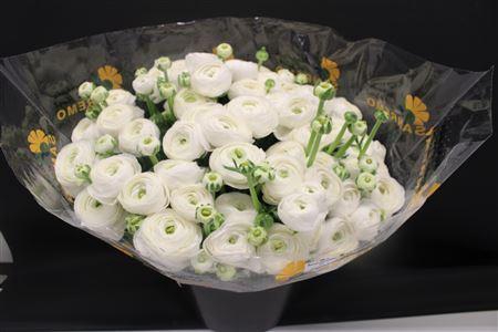 Cloni Super White Niveo