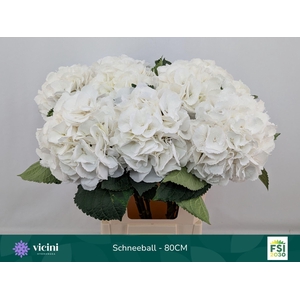 HYDRANGEA  'SCHNEEBALL'
