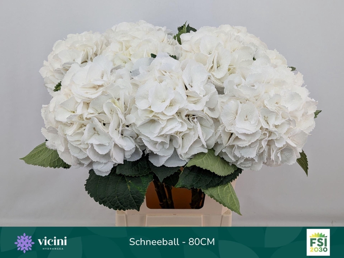 <h4>HYDRANGEA  'SCHNEEBALL'</h4>