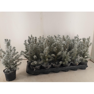PICEA GL CONICA