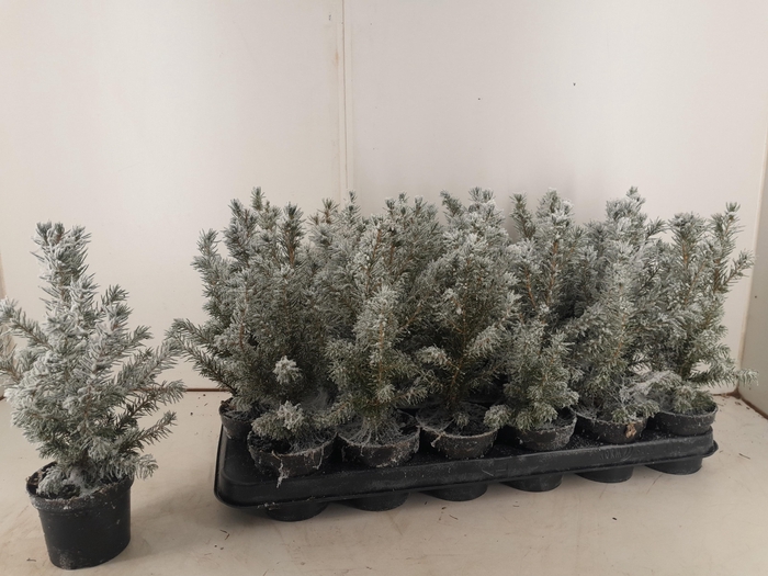 <h4>PICEA GL CONICA</h4>