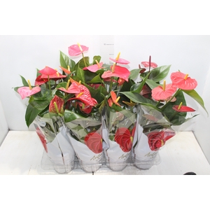 ANTHURIUM VARIADO P15