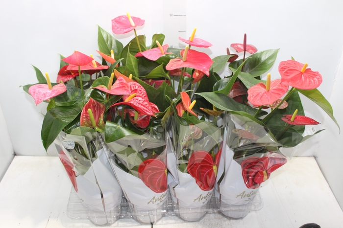<h4>ANTHURIUM VARIADO P15</h4>