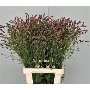 Sanguisorba Pink Tanna