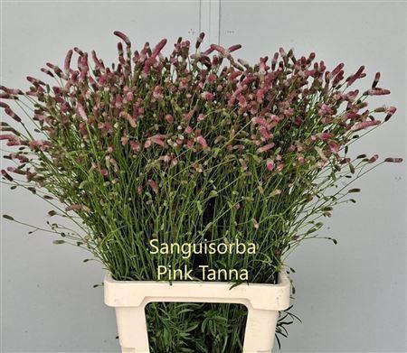 <h4>Sanguisorba Pink Tanna</h4>