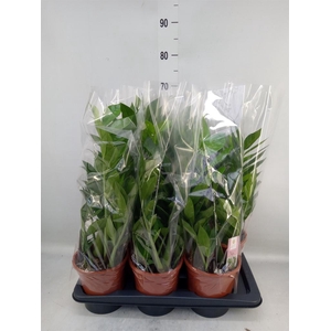 Zamioculcas zamiifolia 'Pixie'