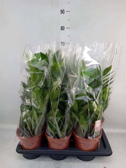 <h4>Zamioculcas zamiifolia 'Pixie'</h4>