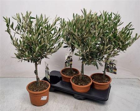 <h4>Olea Europaea</h4>