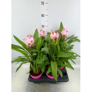 Curcuma alism. 'Siam Salsa'