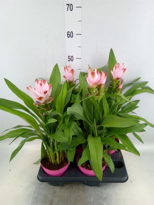 <h4>Curcuma alism. 'Siam Salsa'</h4>