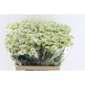 Astrantia Billion Star Xl