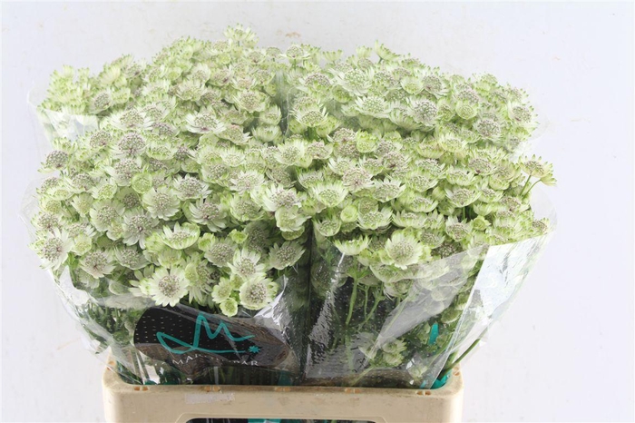 <h4>Astrantia Billion Star Xl</h4>