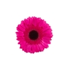 GERBERA DREAMLINE > 10 CM DIAM > 050 CM PINK