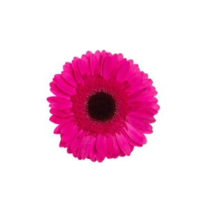 GERBERA DREAMLINE > 10 CM DIAM > 050 CM PINK