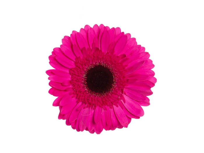 <h4>GERBERA DREAMLINE > 10 CM DIAM > 050 CM PINK</h4>